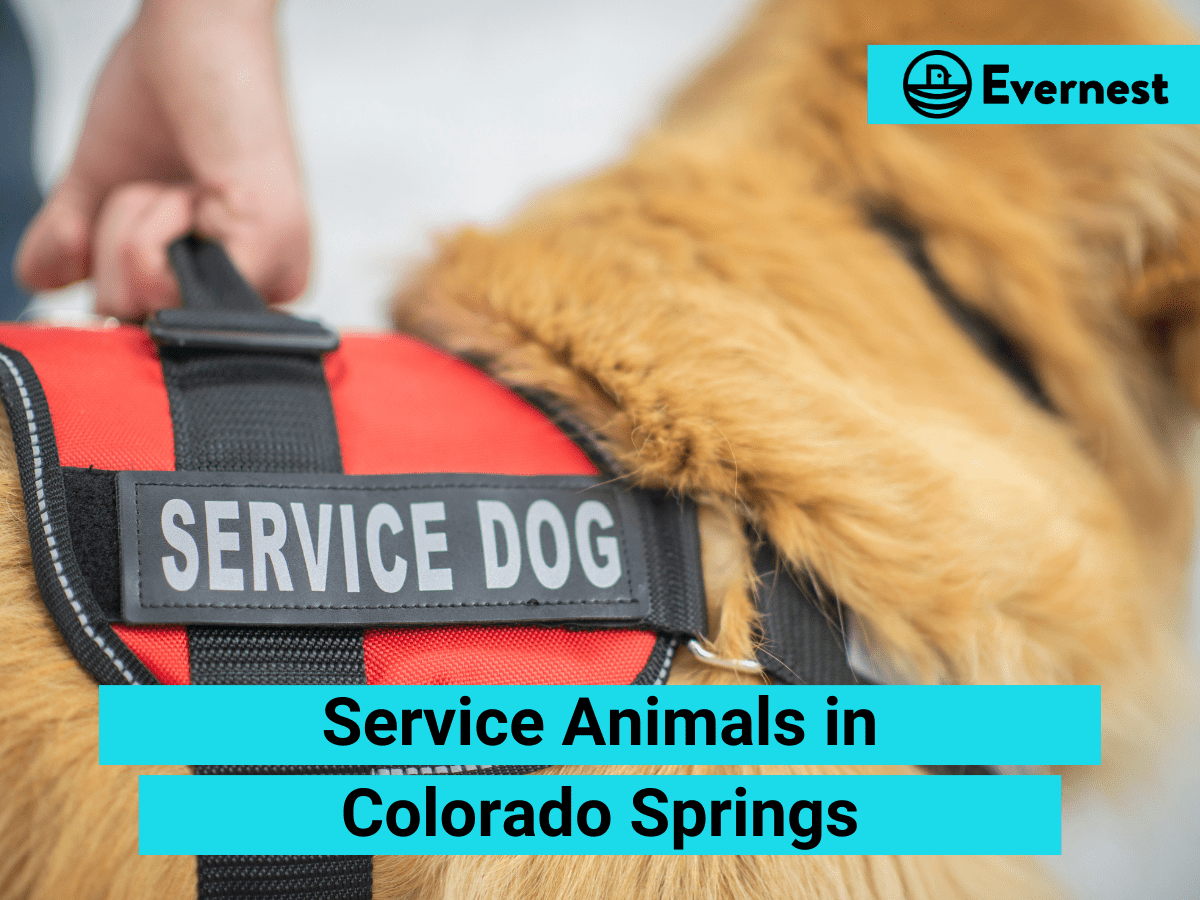 Service Animals: Everything Landlords Need to Know in Colorado Springs, Colorado